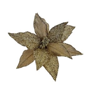 Champagne Poinsettia