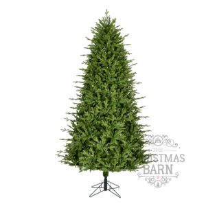 Spruce Tree